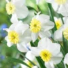 Narcissus 'Segovia' 1 Narcissus 'Segovia' -UK Garden Plants Sales 2024 narcissus segovia 7