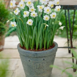 Narcissus 'Segovia' -UK Garden Plants Sales 2024 narcissus segovia 8