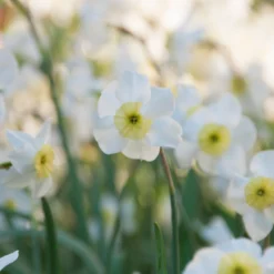 Narcissus 'Segovia' -UK Garden Plants Sales 2024 narcissus segovia 9