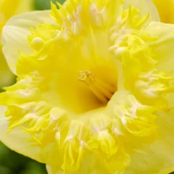Narcissus 'Snowtip' -UK Garden Plants Sales 2024 narcissus snowtip 0