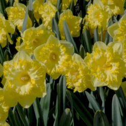Narcissus 'Snowtip' -UK Garden Plants Sales 2024 narcissus snowtip 1