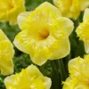 Narcissus 'Snowtip' -UK Garden Plants Sales 2024 narcissus snowtip 2