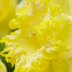 Narcissus 'Snowtip' -UK Garden Plants Sales 2024 narcissus snowtip 4