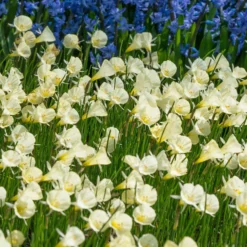 Narcissus 'Spoirot' 11 Narcissus 'Spoirot' -UK Garden Plants Sales 2024 narcissus spoirot 2 scaled