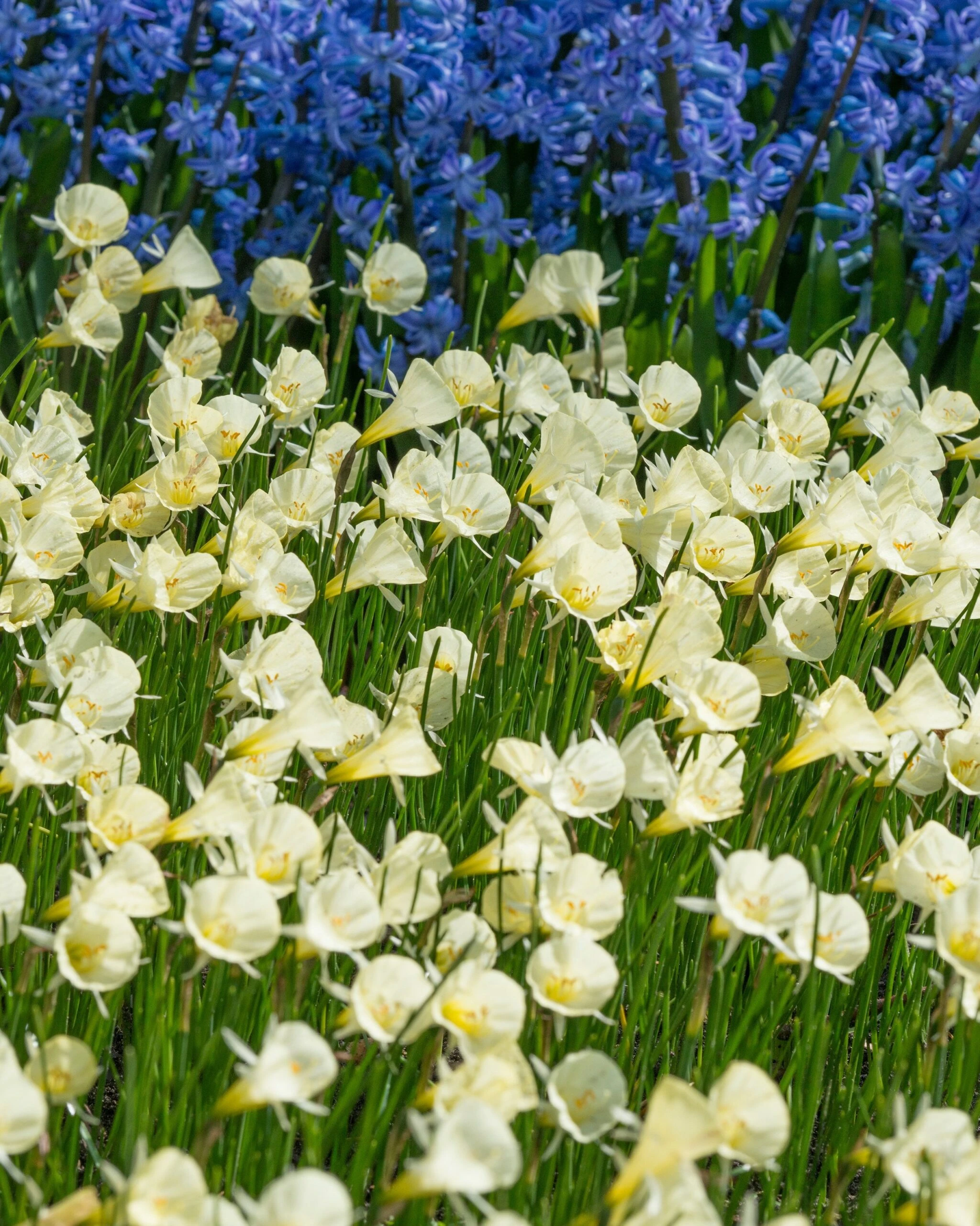 Narcissus 'Spoirot' 6 Narcissus 'Spoirot' - Image 4