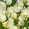 Narcissus 'Spoirot' -UK Garden Plants Sales 2024 narcissus spoirot 3