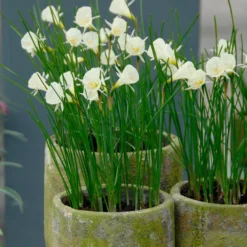 Narcissus 'Spoirot' 12 Narcissus 'Spoirot' -UK Garden Plants Sales 2024 narcissus spoirot 5 scaled