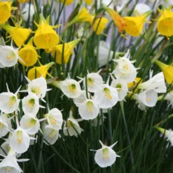 Narcissus 'Spoirot' 13 Narcissus 'Spoirot' -UK Garden Plants Sales 2024 narcissus spoirot 6 scaled