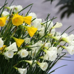 Narcissus 'Spoirot' 10 Narcissus 'Spoirot' -UK Garden Plants Sales 2024 narcissus spoirot 7 scaled