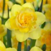 Narcissus 'Spring Paradijs' -UK Garden Plants Sales 2024 narcissus spring paradijs 00