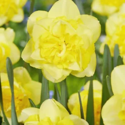 Narcissus 'Spring Paradijs' -UK Garden Plants Sales 2024 narcissus spring paradijs 01