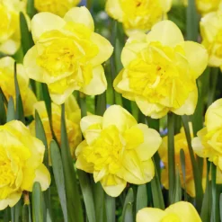 Narcissus 'Spring Paradijs' -UK Garden Plants Sales 2024 narcissus spring paradijs 02