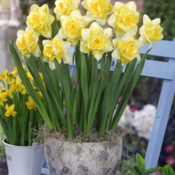 Narcissus 'Spring Paradijs' -UK Garden Plants Sales 2024 narcissus spring paradijs 03
