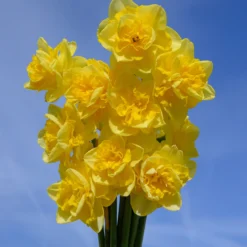 Narcissus 'Spring Paradijs' -UK Garden Plants Sales 2024 narcissus spring paradise 1 scaled