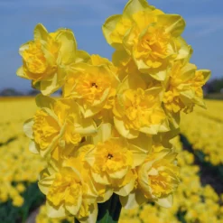 Narcissus 'Spring Paradijs' -UK Garden Plants Sales 2024 narcissus spring paradise 2 scaled