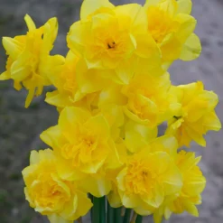 Narcissus 'Spring Paradijs' -UK Garden Plants Sales 2024 narcissus spring paradise 3 scaled