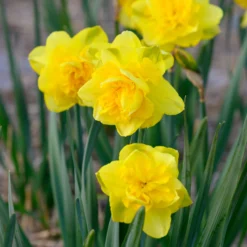 Narcissus 'Spring Paradijs' -UK Garden Plants Sales 2024 narcissus spring paradise 4 scaled