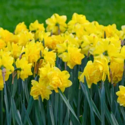 Narcissus 'Spring Paradijs' -UK Garden Plants Sales 2024 narcissus spring paradise 5 scaled