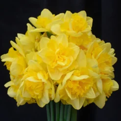 Narcissus 'Spring Paradijs' -UK Garden Plants Sales 2024 narcissus spring paradise 6 scaled