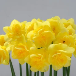 Narcissus 'Spring Paradijs' -UK Garden Plants Sales 2024 narcissus spring paradise 7 scaled