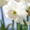 Narcissus 'Stainless' 1 Narcissus 'Stainless' -UK Garden Plants Sales 2024 narcissus stainless 1