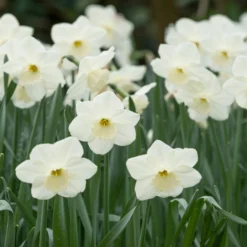 Narcissus 'Stainless' -UK Garden Plants Sales 2024 narcissus stainless 3 scaled