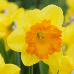Narcissus 'Sunlover' -UK Garden Plants Sales 2024 narcissus sunlover 3