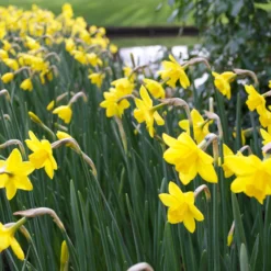 Narcissus 'Sweetness' -UK Garden Plants Sales 2024 narcissus sweetness 1