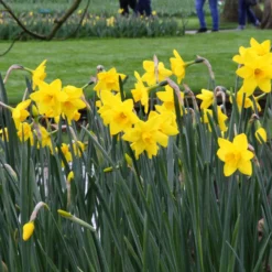 Narcissus 'Sweetness' -UK Garden Plants Sales 2024 narcissus sweetness 10