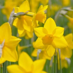 Narcissus 'Sweetness' -UK Garden Plants Sales 2024 narcissus sweetness 5