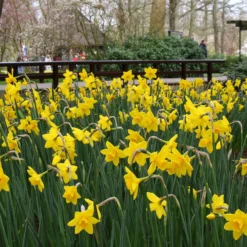 Narcissus 'Sweetness' -UK Garden Plants Sales 2024 narcissus sweetness 6