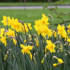 Narcissus 'Sweetness' -UK Garden Plants Sales 2024 narcissus sweetness 7