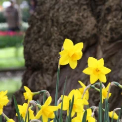 Narcissus 'Sweetness' -UK Garden Plants Sales 2024 narcissus sweetness 8