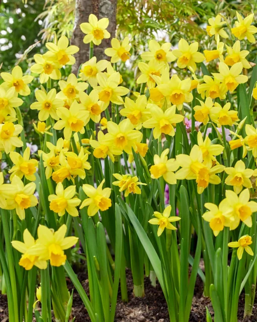 Narcissus 'Tête à Tête' -UK Garden Plants Sales 2024 narcissus tete a tete 0