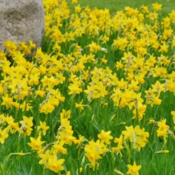 Narcissus 'Tête à Tête' -UK Garden Plants Sales 2024 narcissus tete a tete 1