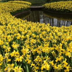 Narcissus 'Tête à Tête' -UK Garden Plants Sales 2024 narcissus tete a tete 10