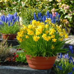 Narcissus 'Tête à Tête' -UK Garden Plants Sales 2024 narcissus tete a tete 12