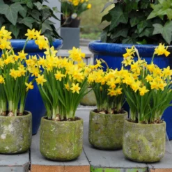 Narcissus 'Tête à Tête' -UK Garden Plants Sales 2024 narcissus tete a tete 13