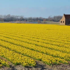 Narcissus 'Tête à Tête' -UK Garden Plants Sales 2024 narcissus tete a tete 14