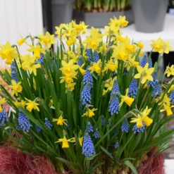 Narcissus 'Tête à Tête' -UK Garden Plants Sales 2024 narcissus tete a tete 16