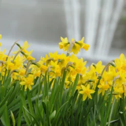 Narcissus 'Tête à Tête' -UK Garden Plants Sales 2024 narcissus tete a tete 17