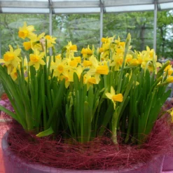 Narcissus 'Tête à Tête' -UK Garden Plants Sales 2024 narcissus tete a tete 18