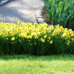 Narcissus 'Tête à Tête' -UK Garden Plants Sales 2024 narcissus tete a tete 1 90fc9e3f f8ba 4435 a253 cccb5fb76295