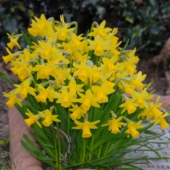 Narcissus 'Tête à Tête' -UK Garden Plants Sales 2024 narcissus tete a tete 4