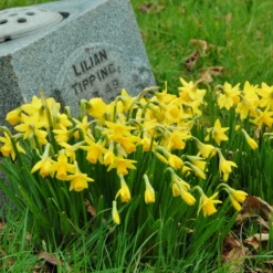 Narcissus 'Tête à Tête' -UK Garden Plants Sales 2024 narcissus tete a tete 5