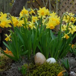 Narcissus 'Tête à Tête' -UK Garden Plants Sales 2024 narcissus tete a tete 6