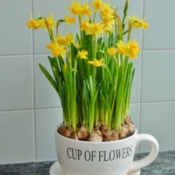 Narcissus 'Tête à Tête' -UK Garden Plants Sales 2024 narcissus tete a tete 7