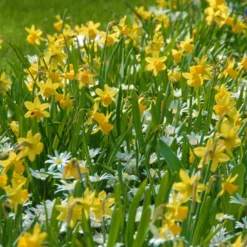Narcissus 'Tête à Tête' -UK Garden Plants Sales 2024 narcissus tete a tete 8