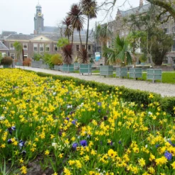 Narcissus 'Tête à Tête' -UK Garden Plants Sales 2024 narcissus tete a tete 9