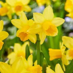 Narcissus 'Tête à Tête XXL' -UK Garden Plants Sales 2024 narcissus tete a tete xxl 0